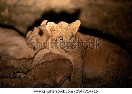 Lion cubs play fighting seen with flashlight during night time game drive Royalty-Free Stock Photo #2347914715