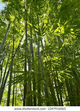 Looking up into a group of bamboo stocks