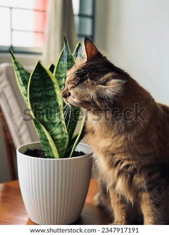 A cat with its snake plant