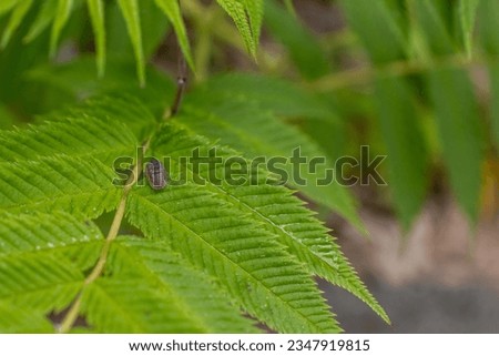 Pill bug on green leaf - blurred background