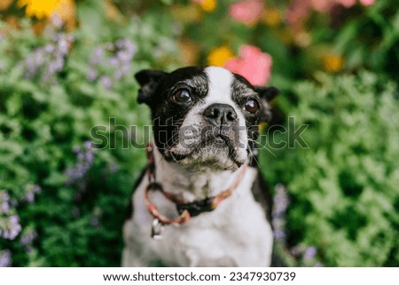 Boston Terrier in field of flowers