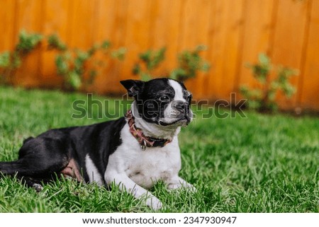 Boston Terrier in grass at park