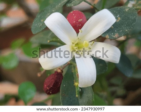 Murraya paniculata, commonly known as orange jasmine, orange jessamine, china box or mock orange, is a species of shrub or small tree in the family Rutaceae