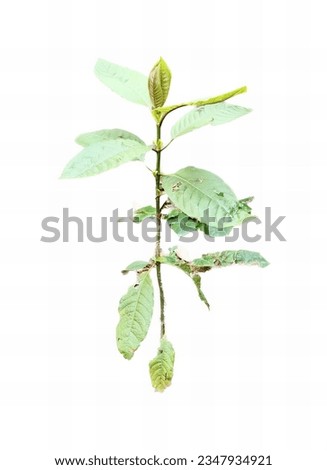 a photography of a plant with green leaves and a white background, acornous green leaves on a branch against a white background.