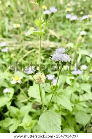 a photography of a field of flowers with a butterfly on it, cardoon of flowers in a field of green grass and weeds.