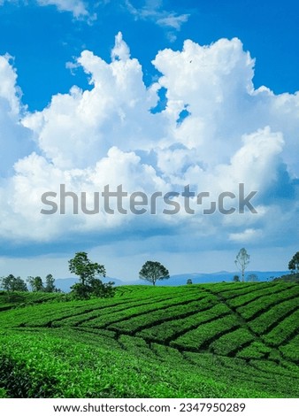 Tea plantation in Ciater highlands, Indonesia