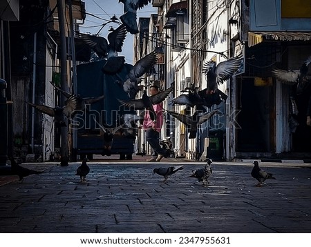 Pigeons fly away after eating.