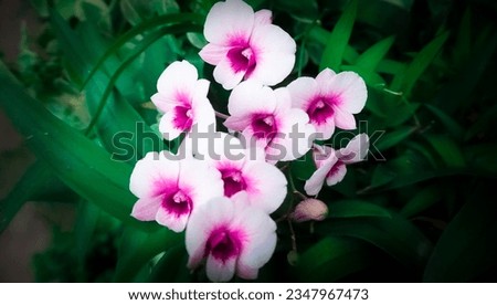 Graceful white orchids kissed by a hint of purple, releasing their fragrant blossoms amidst the lush greenery of the garden. Emphasizing foreground focus for creative graphic design inspiration.