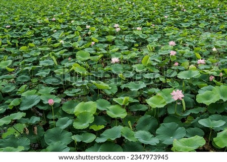 View of a quiet lake with lotuses. lotus ponds in a peaceful and quiet countryside. Lotus flower and water lily close-up. the lotus flower.  Selective focus.