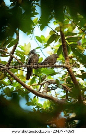 A picture of a bird named Jungle Babbler sitting in a tree