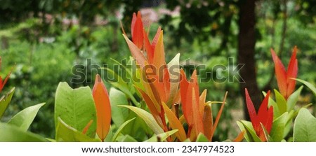 Beautiful Syzygium Australe tree and leaves image photography 