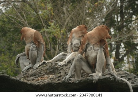 Proboscis monkey (Nasalis larvatus) is a kind of long-nosed monkey with brown hair against a natural background. This monkey inhabits the island of Borneo, Indonesia. beautiful monkey stock photo