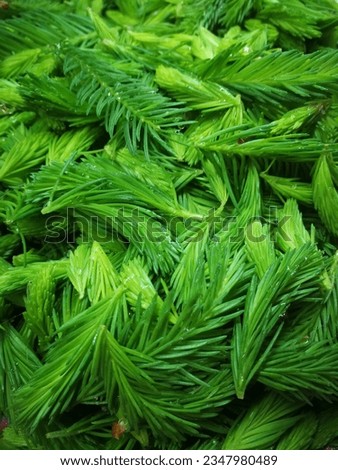 closeup of fresh green fir needle tips Royalty-Free Stock Photo #2347980489