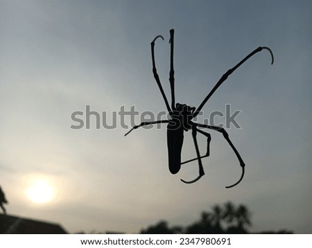Spider on expanse background
rice fields and sky in the morning