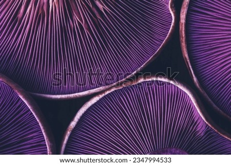 background texture of mushrooms purple lepista close-up top view Royalty-Free Stock Photo #2347994533