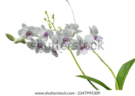 Beautiful orchid flower with isolated on white background and natural background.  Bouquet of purple and white.