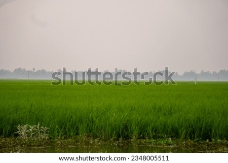 Green paddy field in the near focus and foggy long trees and the sky in the far focus.