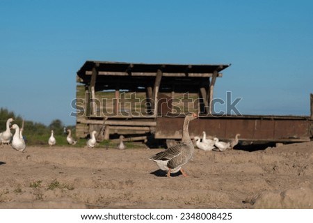farm, white and gray geese on the farm in summer, close up. High quality photo