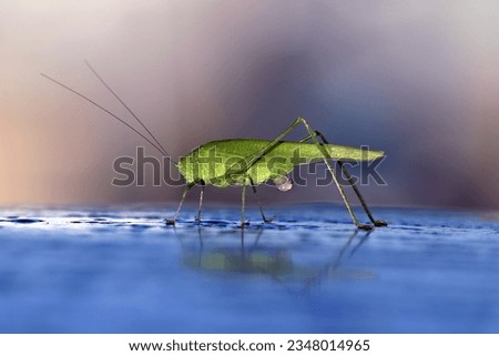 Close-up of green grasshopper on metallic surface with droplets of water Royalty-Free Stock Photo #2348014965
