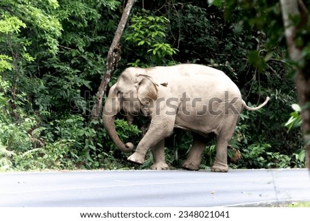 Asian elephants are classified as mammals. But in the dry season with wildfire. May flee into the damp forest, such as dry evergreen forest.
