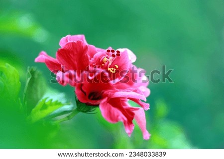 Selective focus of close up image blooming red double hibiscus flower with blurry green background 