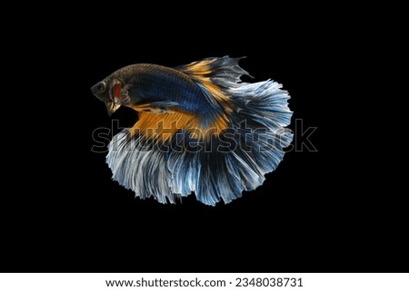 Yellow and blue tail betta fish, siamese fighting fish, betta fish are fighting, betta splendens fish isolated on black background.