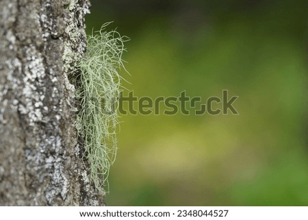 Ball moss or Tillandsia recurvata, Diaphoranthema recurvata