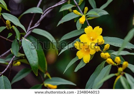 Nature background of Yellow Jasmine (Gelsemium sempervirens) blooming in Alabama in February. Royalty-Free Stock Photo #2348046013
