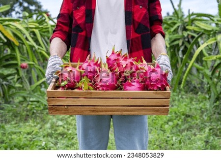 A male farmer holding harvested dragon fruits in wooden crate ,concept of dragon fruits agriculture,harvesting season,tropical economic crop,business,industry