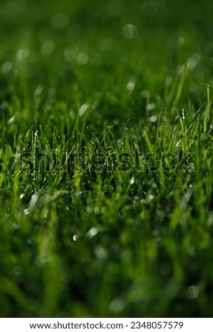 Closeup of lush uncut green grass with drops of dew in soft morning light Royalty-Free Stock Photo #2348057579