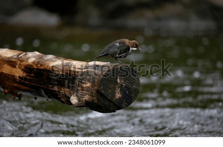 Displaying dipper perched on a log
