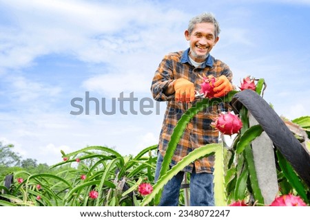 senior farmer standing on stairs ladder,cut dragon fruit on top height of a tree,concept of farmer lifestyle in harvesting season,dragon fruits agriculture,tropical economic crop,business,industry
