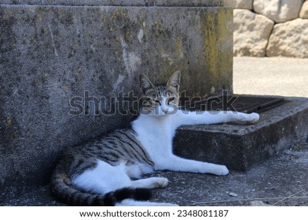 A picture of a cat in "Sanagishima" in Kagawa Prefecture, Japan