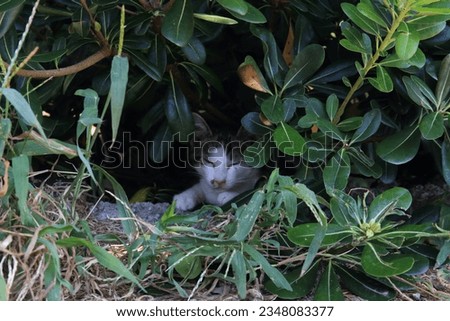 A picture of a cat in "Sanagishima" in Kagawa Prefecture, Japan