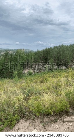 Photo of a pine forest on the rocks, trees, tall grass, gloomy sky, wallpaper, background, screensaver