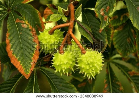 Ripe chestnut in autumn park of Serbia Royalty-Free Stock Photo #2348088949