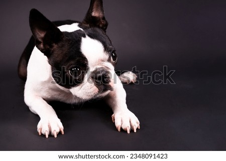 Boston Terrier dog posing in studio, white and dark background