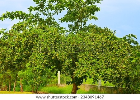 greenery, trees, nature, landscape, texture,