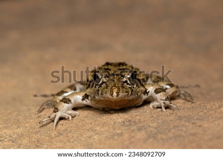 Cute face of a clicking stream frog near a pond in the wild