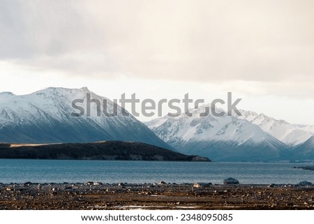 An image taken of lake Tekapo. In the background are snowy mountains and there is plant life in the foreground.