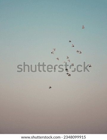 birds flying in the sky,minimalist bird wallpaper