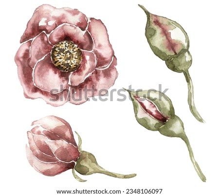 Garden florals illustration set, peony flowers and buds Clipart. rose clip art, Watercolor Bouquet, red Floral clip art, Card Making, Logo 