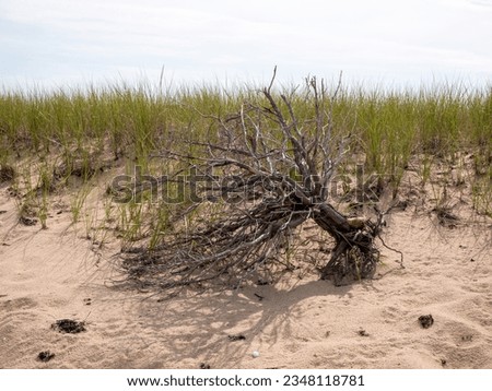 Sandy dune in Chappy, fallen bush Royalty-Free Stock Photo #2348118781