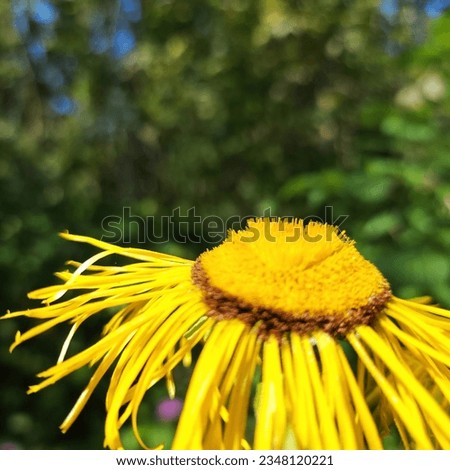 In the arms of summer, a yellow flower blooms, delicate in its grace of petals, a sun-drenched treasure in the bright palette of nature. Close-up. Children's sunny day.