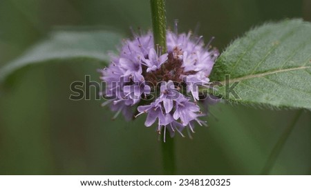 Aromatic allure: Unveiling the wonders of Whorled mint (Mentha × verticillata), hybrid flowers. Summer season