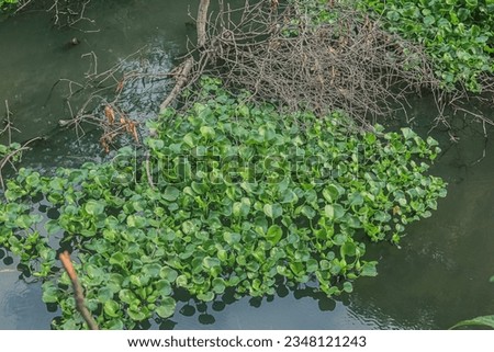 view of plants on river. background, landscape, fresh, garden, flora, environment, growth, ecology, outdoor, scenery, organic, leaf, leaves, life, bush, branch, park, foliage, spring, travel, forest
