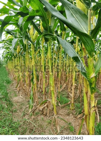 picture of corn stalks after finishing pruning