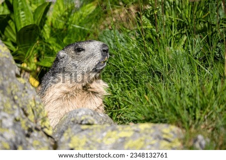 Tatra Alpine Marmot, Marmota marmota latirostris. The Tatra Mountains.