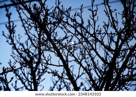 Plum blossom in winter with no leaves and flowers, silhouette view with moon light at night, selective focus