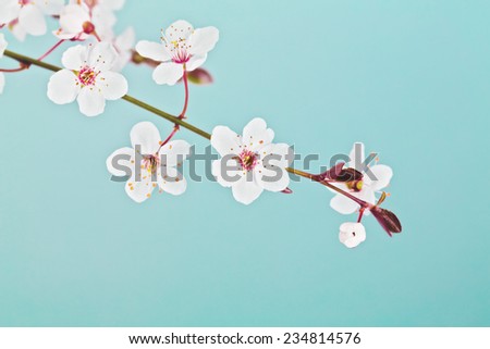 Spring Easter greeting card. Branch of blossom cherry tree over blue sky. 